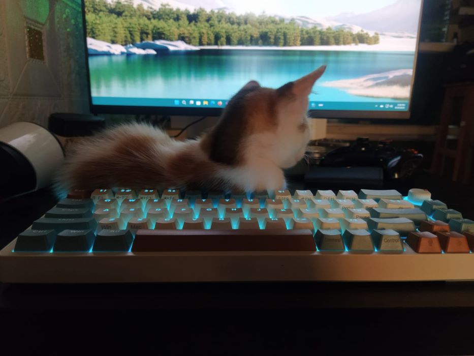 Pet and Zifriend ZA68